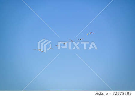 編成を組んで飛ぶ白鳥　多々良沼　群馬館林市 72978295