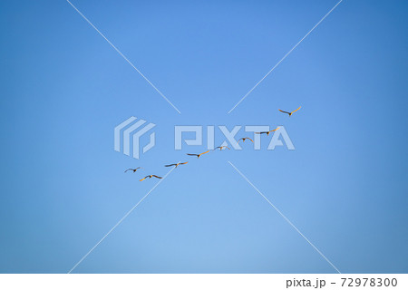編成を組んで飛ぶ白鳥　多々良沼　群馬館林市 72978300