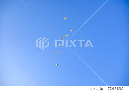 編成を組んで飛ぶ白鳥　多々良沼　群馬館林市 72978304