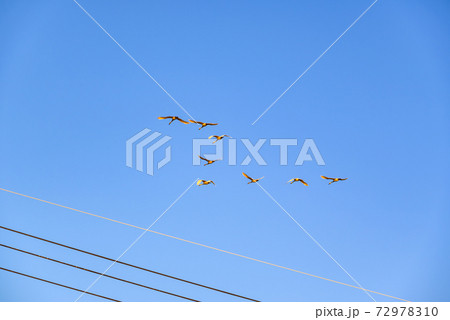 編成を組んで飛ぶ白鳥　多々良沼　群馬館林市 72978310
