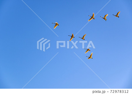 編成を組んで飛ぶ白鳥　多々良沼　群馬館林市 72978312