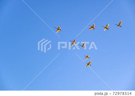 編成を組んで飛ぶ白鳥　多々良沼　群馬館林市 72978314