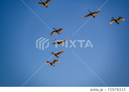 編成を組んで飛ぶ白鳥 多々良沼 群馬館林市 編成を組んで飛ぶ白鳥 多々良沼 群馬館林市 72978315