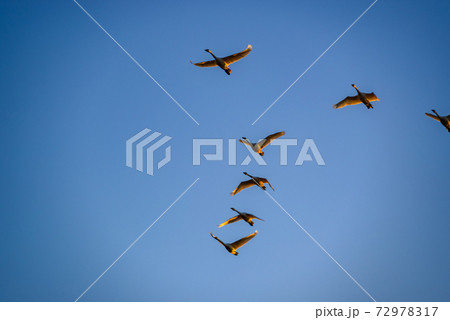 編成を組んで飛ぶ白鳥 多々良沼 群馬館林市 編成を組んで飛ぶ白鳥 多々良沼 群馬館林市 72978317