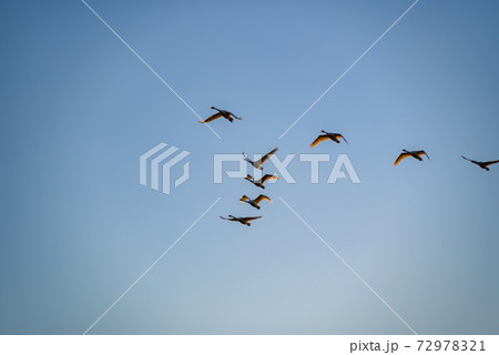 編成を組んで飛ぶ白鳥　多々良沼　群馬館林市 72978321