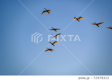 編成を組んで飛ぶ白鳥 多々良沼 群馬館林市 編成を組んで飛ぶ白鳥 多々良沼 群馬館林市 72978322