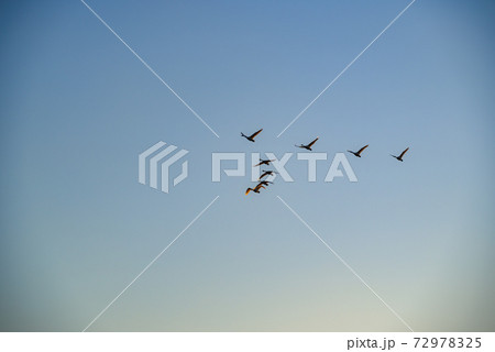 編成を組んで飛ぶ白鳥　多々良沼　群馬館林市 72978325