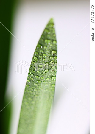 滴 水 緑 72978578