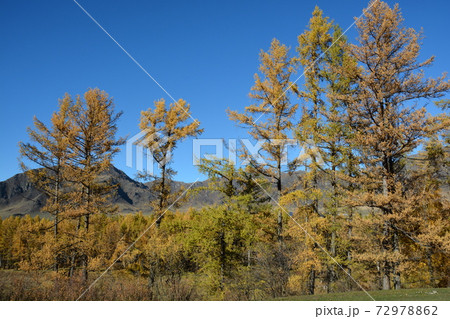 Orange larch trees on the mountain slopes in Altai in autumn Orange larch trees on the mountain slopes in Altai in autumn 72978862