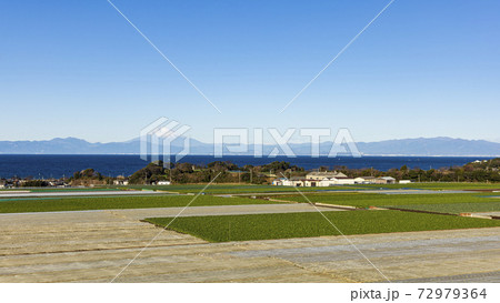 湘南三浦半島の冬の風物詩・名産キャベツ・大根畑の大地 湘南三浦半島の冬の風物詩・名産キャベツ・大根畑の大地 72979364
