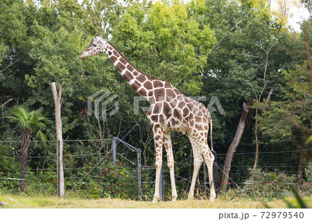 茂みの中のキリン 茂みの中のキリン 72979540