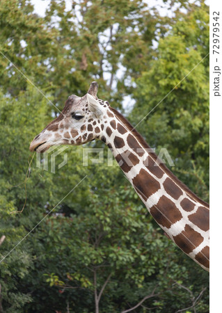 草を食むキリン 72979542