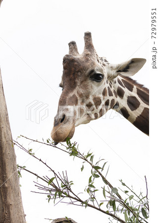 草を食むキリン 72979551