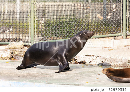 カリフォルニアアシカ 72979555