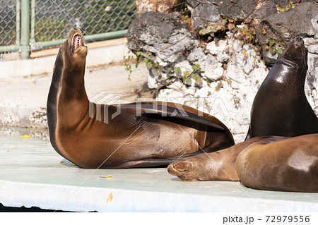 雄叫びをあげるカリフォルニアアシカ 雄叫びをあげるカリフォルニアアシカ 72979556