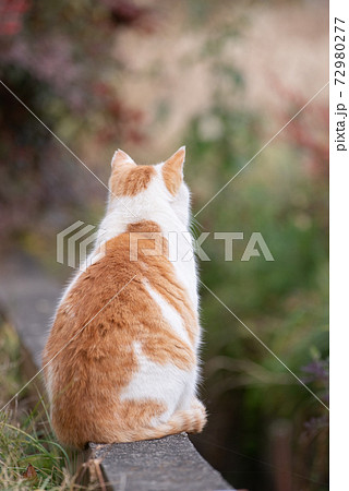 猫の後ろ姿 茶白猫の写真素材