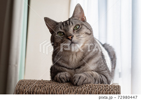 のんびり過ごす猫　サバトラ猫 72980447