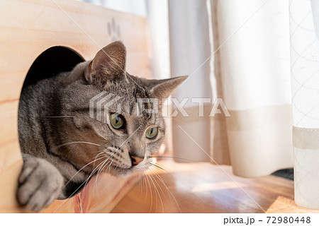 箱から顔を出す猫 サバトラ猫 箱から顔を出す猫 サバトラ猫 72980448