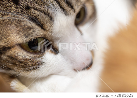 眠そうな猫 キジトラ猫の写真素材