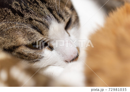 眠そうな猫 キジトラ猫の写真素材