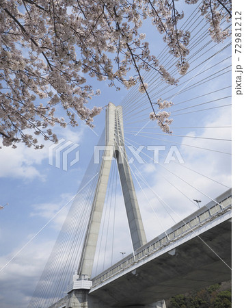 高速道路の斜張橋と桜 高速道路の斜張橋と桜 72981212