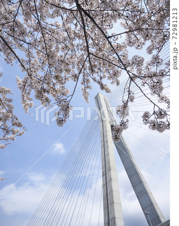 斜張橋と青空に広がる桜の木 72981213