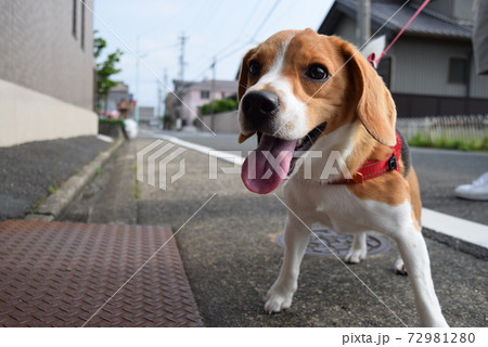 ビーグル犬散歩の写真素材