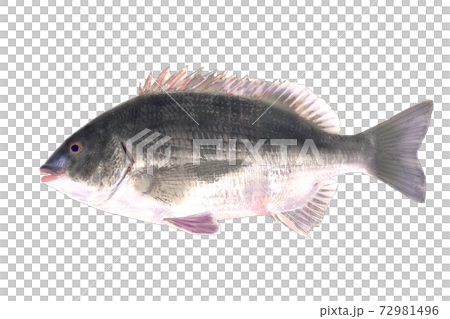 以魚taku風格上色 72981496