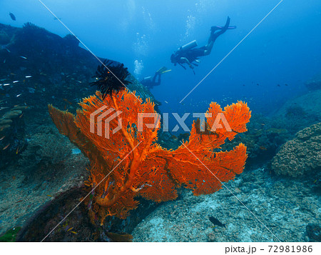 岩間に育つ巨大なウチワヒラヤギとダイバー (シミラン諸島、タイ王国) 72981986