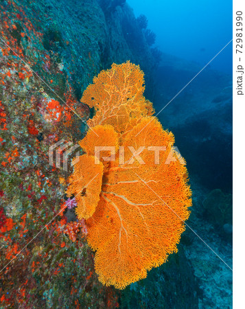 岩壁に育つ巨大なウチワヒラヤギ (シミラン諸島、タイ王国) 岩壁に育つ巨大なウチワヒラヤギ (シミラン諸島、タイ王国) 72981990