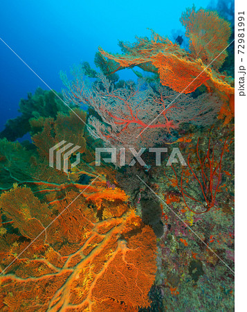 ウチワヒラヤギの群生地 (シミラン諸島、タイ王国) 72981991
