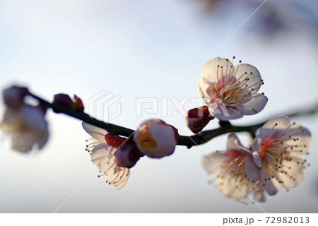 梅の花 鶯宿 おうしゅく 香り立つ花弁の写真素材