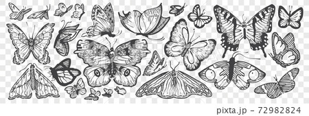 Hand drawn butterflies doodle set. 72982824