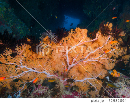水中洞窟に育つオオイソバナ (シミラン諸島、タイ王国) 72982894
