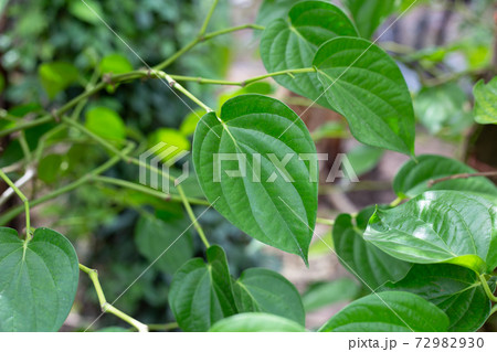 Fresh green leaves of betel plant growing in graden Fresh green leaves of betel plant growing in graden 72982930