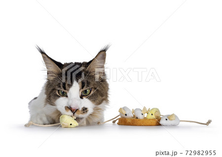 Naughty cat on white Naughty cat on white 72982955