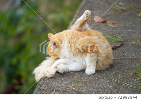 体を大きく曲げて毛づくろいをする野良猫 体を大きく曲げて毛づくろいをする野良猫 72983844