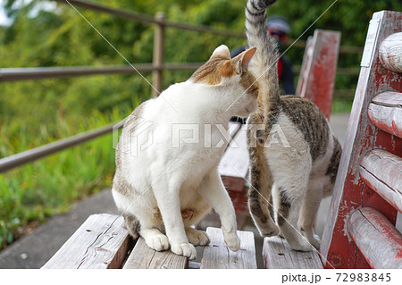 ベンチの上で戯れる2匹の野良猫 お尻のにおいを嗅ぐの写真素材