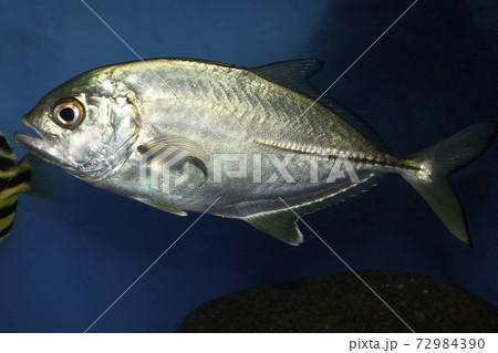 ギンガメアジ　アジ　鯵　銀河目鯵　銀紙アジ　メッキ 72984390