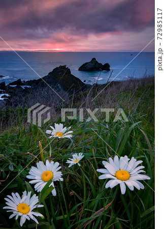 Wildflowers and Daisies on the Cliff Above the Ocean 72985117