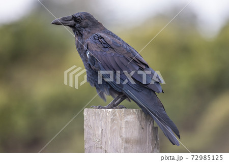 A Portrait of a Wild Raven in Northern California, USA A Portrait of a Wild Raven in Northern California, USA 72985125