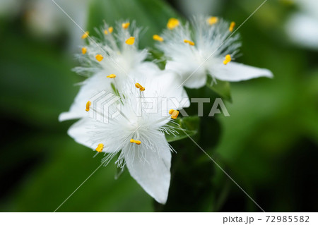 トキワツユクサの花 72985582