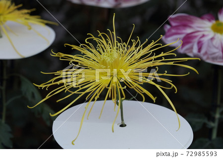 菊花 菊花 72985593