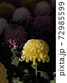 菊花 72985599