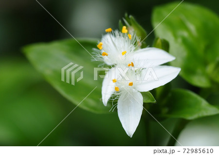 トキワツユクサの花 72985610