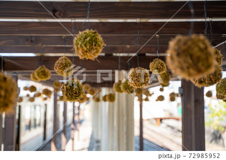 苔玉 水間観音寺駅 苔玉 水間観音寺駅 72985952