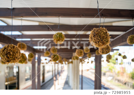 苔玉　水間観音寺駅 72985955