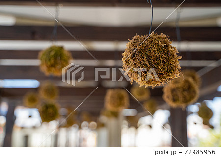 苔玉　水間観音寺駅 72985956
