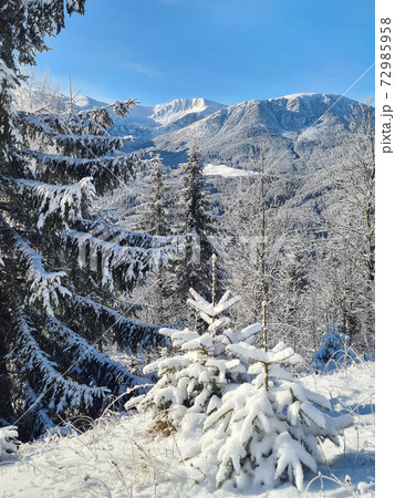 winter landscape with snowy trees in foreground 72985958
