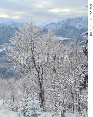 Winter landscape with snow-covered trees in foreground 72985959
